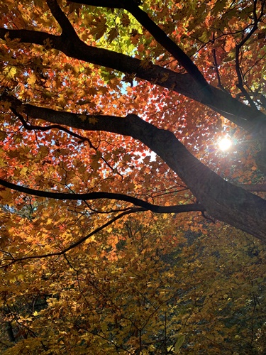 빨갛고 주황빛이 물든 가을 단풍나무의 모습이다