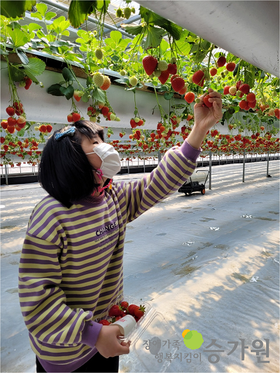 높게 매달린 딸기들을 직접 따는 장애가족 사진. 왼쪽 손에는 직접 딴 딸기들이 담긴 통이 들려있다/ 오른쪽 하단에 장애가족행복지킴이 승가원CI 삽입