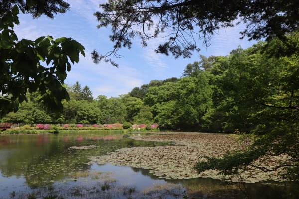 육림호의 멋진 경관이 담긴 사진 / 호수와 초록의 조화가 아름다운 사진
