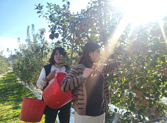 사과따기 체험을 하고 있는 두 명의 여성 장애가족들. 빨간색 바구니를 옆에 메고 사과를 따고 있는 모습이다.
